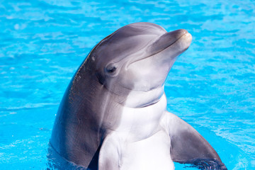 Naklejka premium Beautiful dolphin in the water