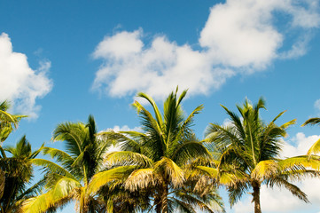 Fototapeta premium Palms trees on the beach during bright day