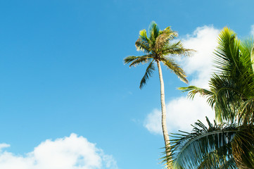 Palms trees on the beach during bright day