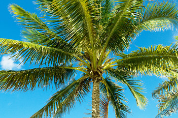 Fototapeta premium Palms trees on the beach during bright day