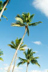 Fototapeta premium Palms trees on the beach during bright day