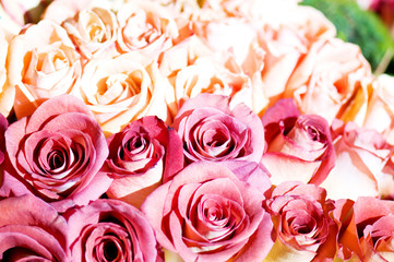 Close up of the many colorful roses