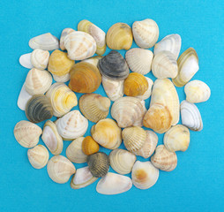 sea shells on blue