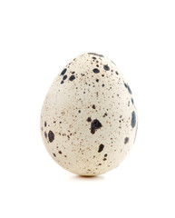 One quail egg