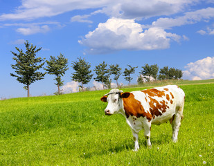 Fototapeta na wymiar Cow and ecology landscape