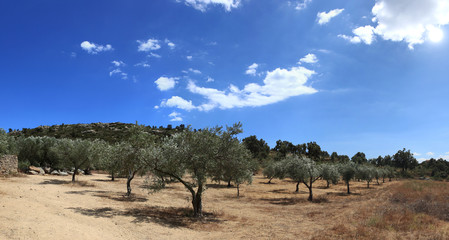 panorama d'une oliveraie au soleil du sud