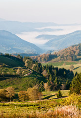 Black forest - Misty valley view