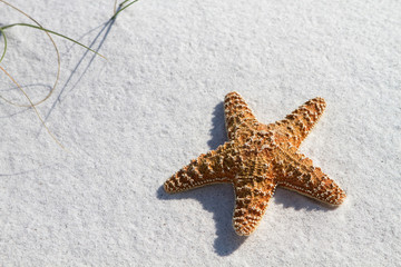 Starfish On Sand