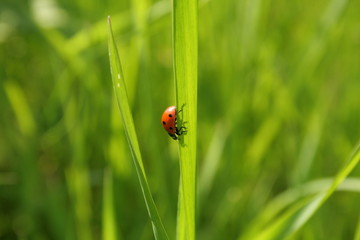 Божья коровка