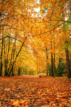 Beautiful Autumn Fall forest scene