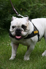 Obraz premium Englische Bulldogge