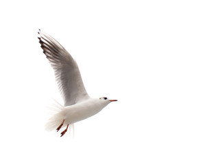Obraz premium Flying One seagull isolated on the white background.