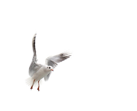 Flying One seagull isolated on the white background.