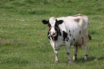 Schwarzbunte Kuh auf einer Weide