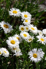 Fototapeta premium Flowers