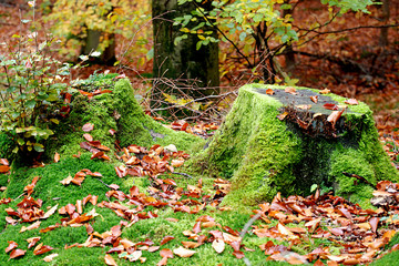 Herbstliche Baumstümpfe