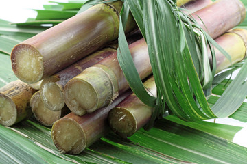 morceaux de cannes à sucre