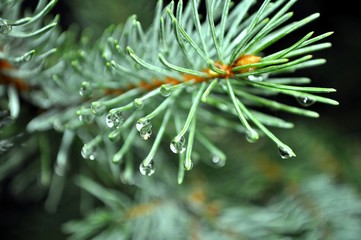 Naklejka na ściany i meble Raindrops on a Blue Spruce