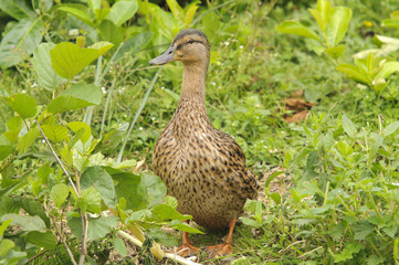 Mallard Duck Female