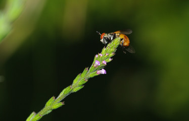 mosca colorata