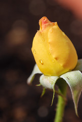 ROSA AMARILLA. CRECER, FLORECER, FLORECIENDO. CAPULLO