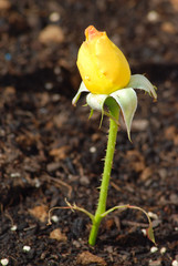 DESARROLLO SOSTENIBLE, SUPERVIVENCIA, CRECER