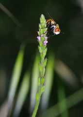 mosca colorata