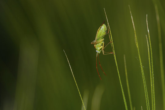 grillo verde con antenne rosse