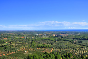 Fototapeta na wymiar gajów oliwnych w Costa Daurada, Hiszpania