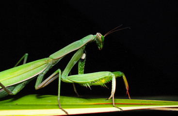 mantide religiosa verde