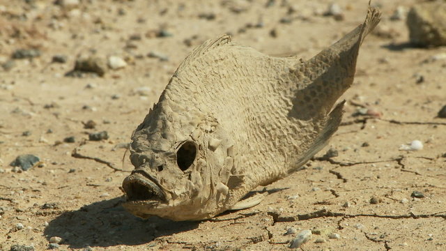 Parched Earth Dead Fish