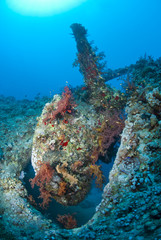 Stern and propeller of a shipwreck, now an artificial reef.