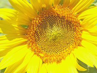 fleur jaune de tournesol