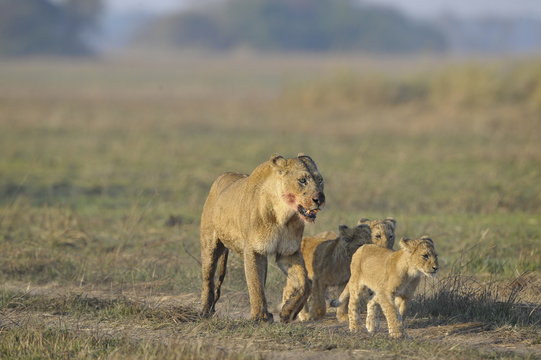 Lioness after hunting with cubs.