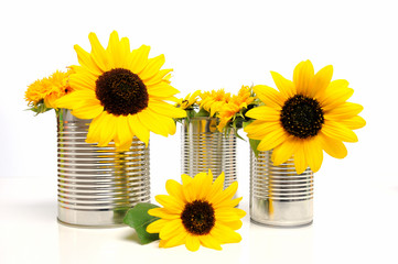 Sonnenblumen in Recycling Dosen