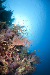 Fototapeta na wymiar Vibrant and colourful underwater tropical coral reef scene.