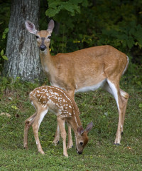 Whitetail doe and fawn offspring still in spots on a field with trees behind