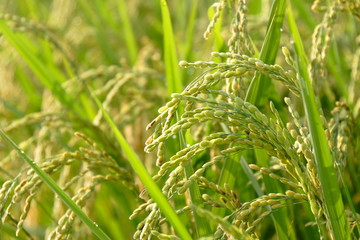 Fototapeta na wymiar 稲穂　Ears of rice