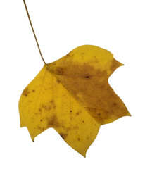 Naklejka premium Browning autumn leaf