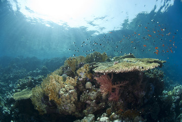 Fototapeta na wymiar Pristine tropical table coral formation in natural light.