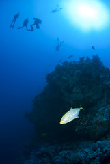 Fototapeta premium One Yellow-dotted trevally and scuba divers silhouettes.