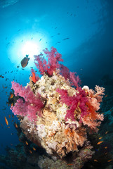 Naklejka na ściany i meble Vibrant and colourful underwater tropical soft coral reef scene.