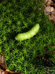 Gr&uuml;ne Raupe / Abendpfauenauge / Simerinthus acellata