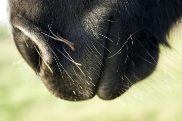 A close up photo of a black horse`s mouth and nose