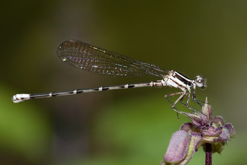 Libellula