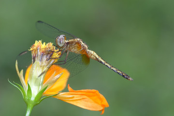 Libellula