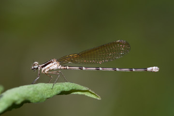 Libellula