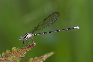 Libellula