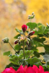 Letzte Blüte