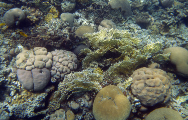 Coral reef in Egypt